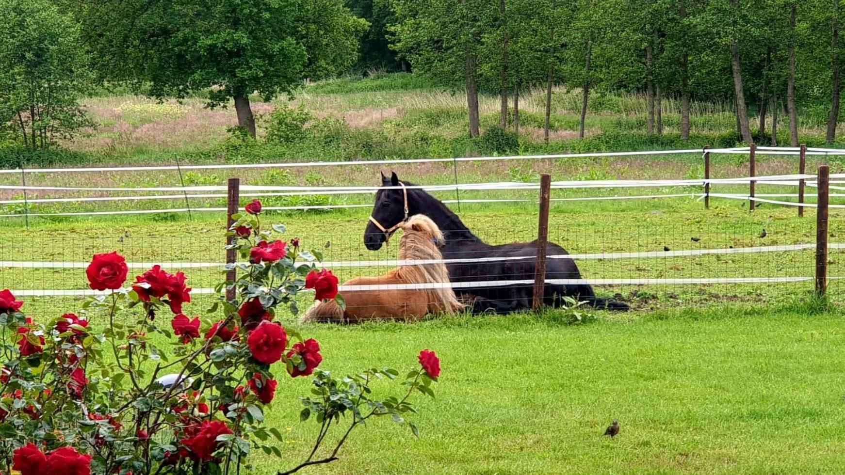 B&B Kuiper In Friesland Ureterp Eksteriør bilde